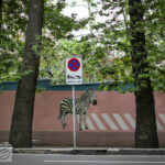 تیغ شهرداری بر پیکر درختان خشک پایتخت