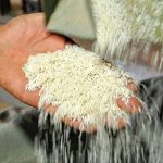 کاهش قیمت برنج ایرانی در میادین میوه و تره بار تهران
