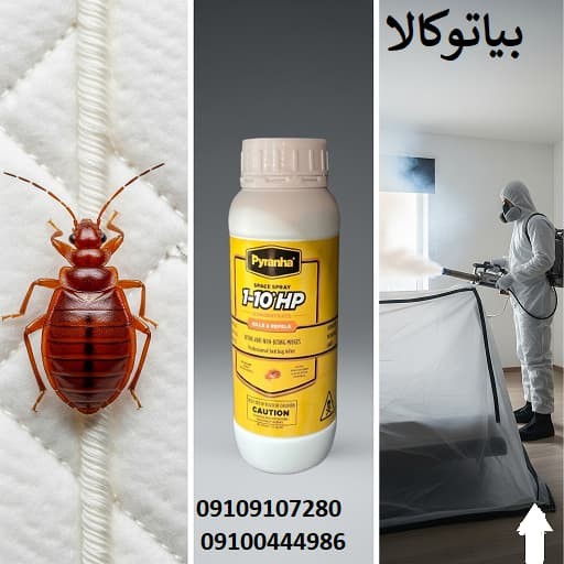 ساس تختخواب از کجا می‌آید