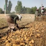 افزایش ۱۱ درصدی فروش جهانی سیب زمینی صادراتی در ۲۰۲۴؛ بازار اروپا داغ است