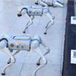 تامین امنیت جام جهانی فوتبال با این سگ‌های عجیب