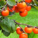 هسته‌ای در کشاورزی ــ 81 |اثر فناوری هسته‌ای در نگهداری «خرمالو»