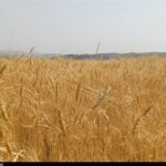 پیشنهاد گندم 52 هزار تومانی به دولت