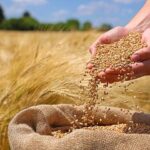 تحلیل بازار جهانی غلات؛ پیش بینی تولید ۳میلیارد تنی گندم، ذرت و برنج