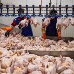 کاهش تشریفات اداری دامپزشکی برای تسهیل واردات گوشت و مرغ