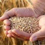 5 همت دیگر به حساب گندمکاران واریز شد