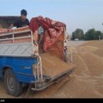 خرید تضمینی گندم به 2 میلیون و 300 هزار تن رسید
