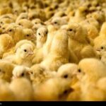 عرضه جوجه در بازارگاه اجباری شد