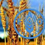 پیش بینی فائو از رشد دو رقمی تولید گندم ایران در سال زراعی جاری