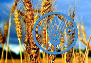 پیش بینی فائو از رشد دو رقمی تولید گندم ایران در سال زراعی جاری