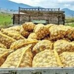 صادرات سیب‌زمینی تا پایان سال ممنوع شد