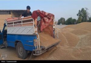 ورود دلالان با پول نقد به بازار گندم با قیمت 38 تا 44 هزار تومان