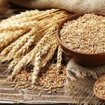 استرالیا در صدر صادرات جهانی جو؛ ایران در میان کشورهای دارای کسری تجاری