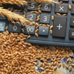 خرید گندم توسط دلالان تا ۶۰ هزار تومان در مناطق مرزی