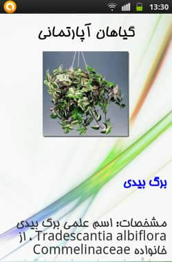 گیاهان آپارتمانی